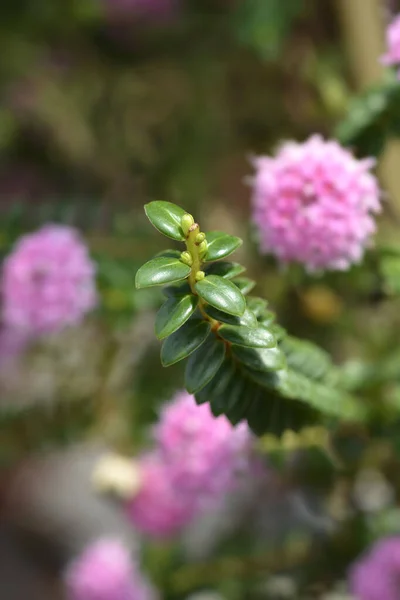 バラの葉 ラテン語名 Pimelea Ferruginea — ストック写真