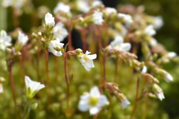 Saxifrage Findling White Flowers Latin Name Saxifraga Findling — Stock Photo, Image