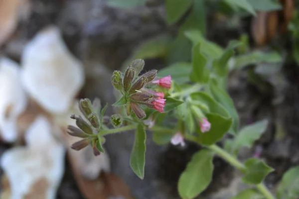 Kırmızı Akciğer Otu Çiçekleri Latince Adı Pulmonaria Rubra — Stok fotoğraf