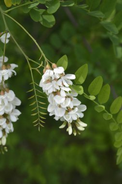 Çiçekli siyah çekirge dalı - Latince adı - Robinia psödoacia