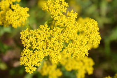 Sarı püskül çiçekleri - Latince adı - Alyssum murale