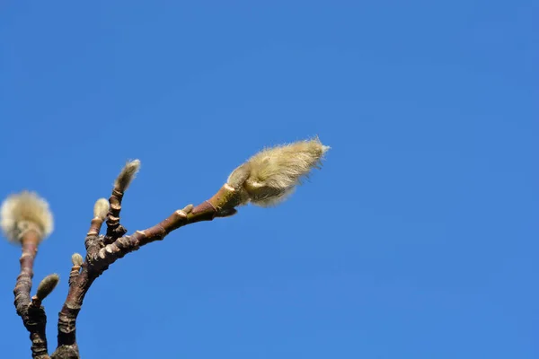 Ramo Kobus Magnolia Com Botão Flor Contra Céu Azul Nome — Fotografia de Stock