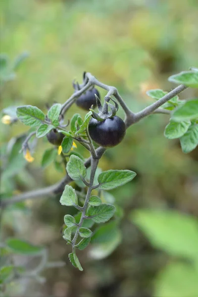 Černé Cherry Rajče Latinské Jméno Solanum Lycopersicum Black Cherry — Stock fotografie