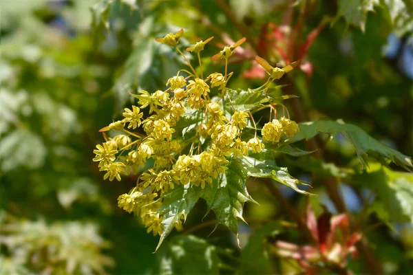 Çiçekli Norveç Akçaağacı Globosum Dalı Latince Adı Acer Platanoides Globosum — Stok fotoğraf