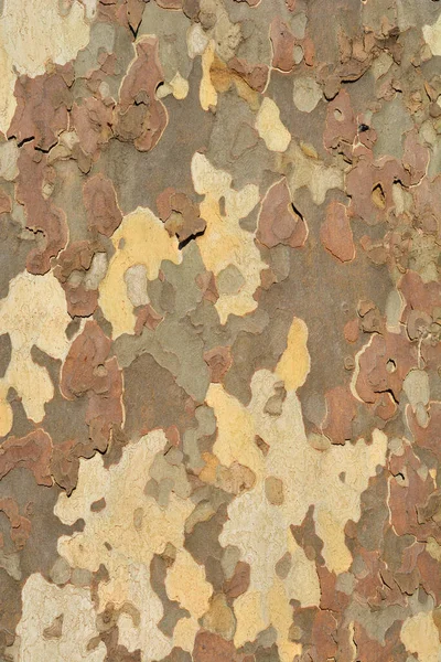 Detail Schors Van Londen Latijnse Naam Platanus Hispanica Platanus Acerifolia — Stockfoto