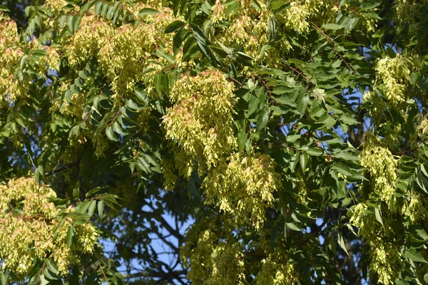 Arbre Des Branches Célestes Avec Graines Nom Latin Ailanthus Altissima — Photo