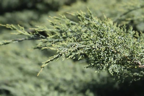 Oddział Juniper Hetzii Nazwa Łacińska Juniperus Pfitzeriana Hetzii — Zdjęcie stockowe