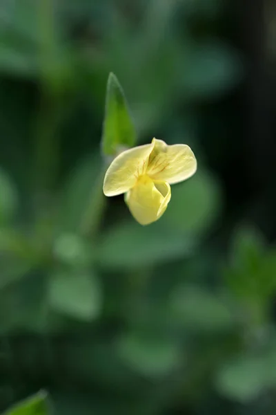 Smocze Zęby Kwiat Łacińska Nazwa Lotus Maritimus Tetragonolobus Maritimus — Zdjęcie stockowe