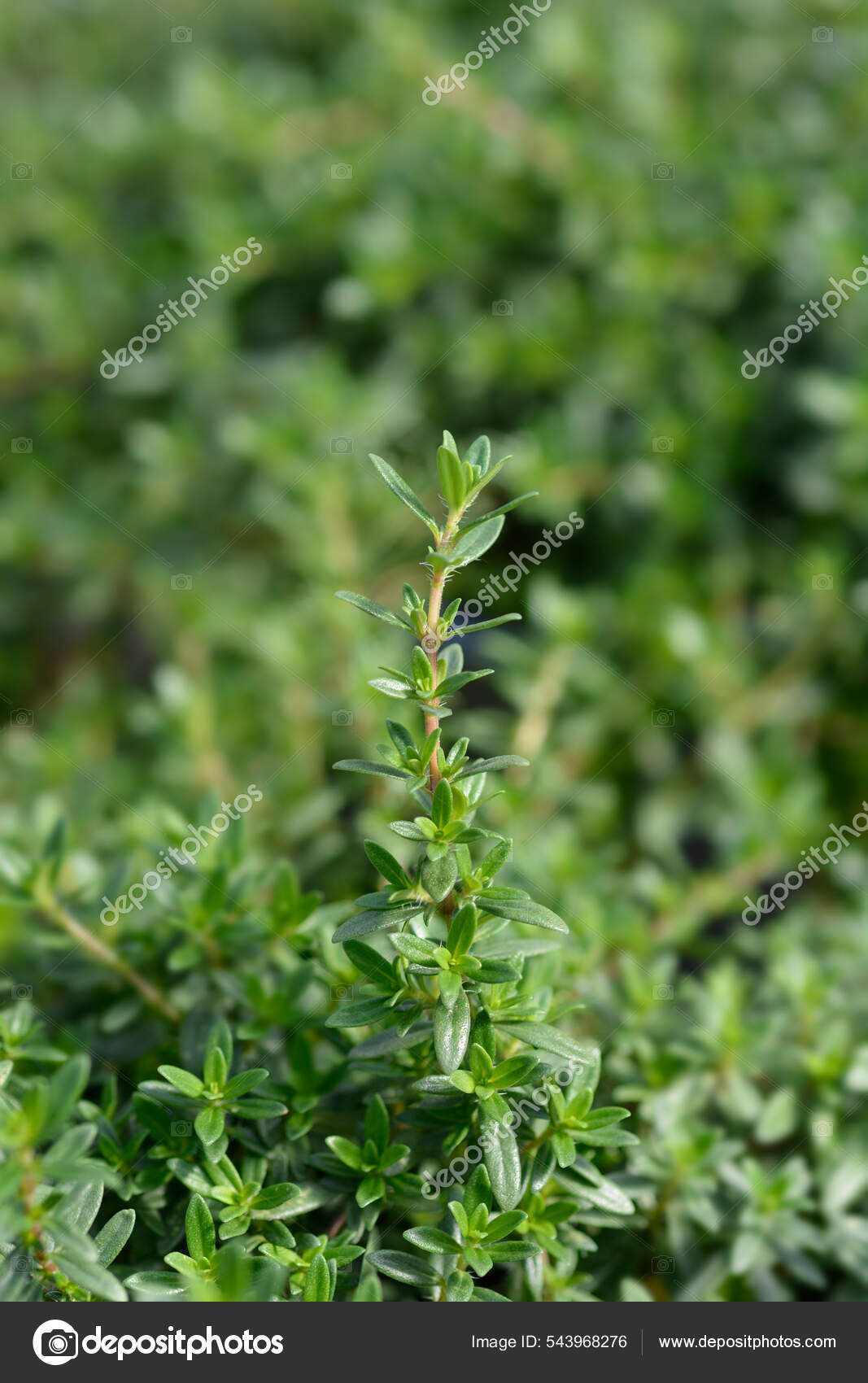 summer-savory-leaves-latin-name-satureja-hortensis-stock-photo-by