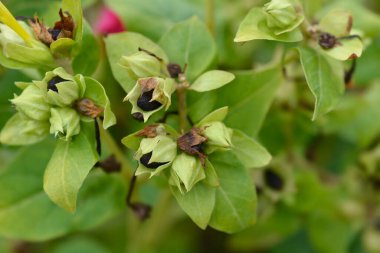 Peru mucizesi - Latince adı - Mirabilis Jalapa