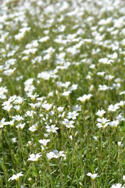Tarla tavuğu çiçekleri - Latince adı - Cerastium arvense