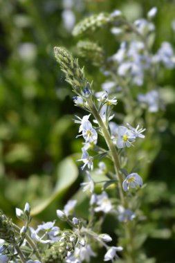 Gentian Speedwell Nana - Latince adı Veronica Gentianoides Nana