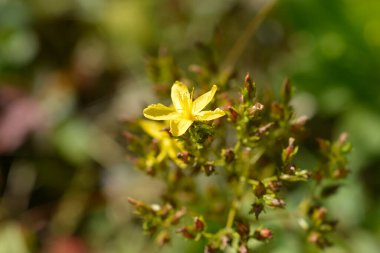 Dağ St Johns-wort çiçekleri - Latince adı - Hypericum montanum