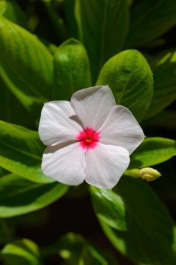 Madagaskar pembe menekşe çiçeği - Latince adı - Catharanthus roseus (Vinca rosea)