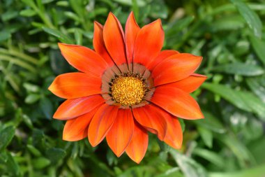 Hazine çiçek Gazoo serisi - Latince adı - Gazania Rigens Gazoo