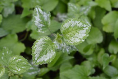Değişik sarı başmelek yaprakları - Latince adı Lamium galeobdolon subsp. argentatum