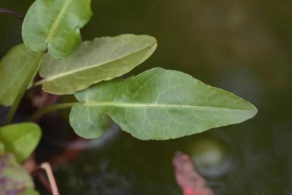 Hojas Muelle Agua Nombre Latino Rumex Aquaticus —  Fotos de Stock