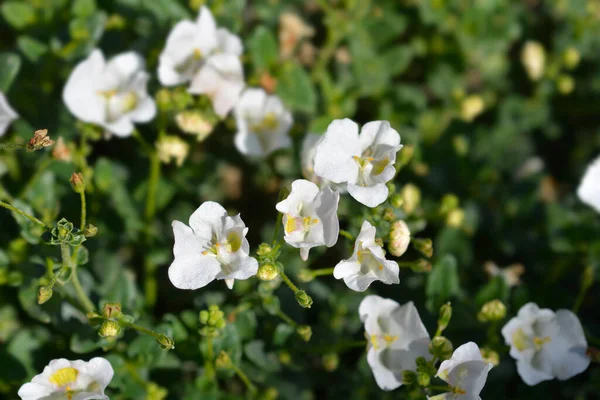 Twinspur White Flowers Latin Name Diascia Barberae — Stock Photo, Image