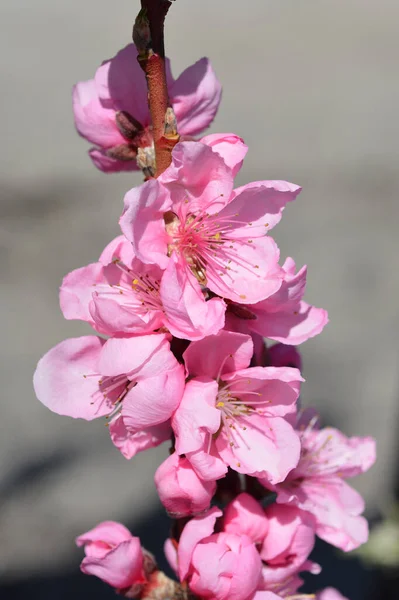 Kwiaty Brzoskwiń Łacińska Nazwa Prunus Persica — Zdjęcie stockowe
