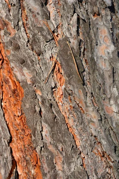 Detalhe Casca Pinheiro Escocês Nome Latino Pinus Sylvestris — Fotografia de Stock