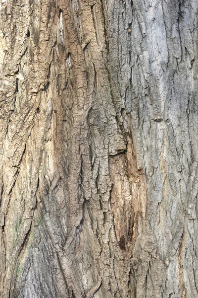 Corteccia Pioppo Lombardo Nome Latino Populus Nigra Var Italica — Foto Stock