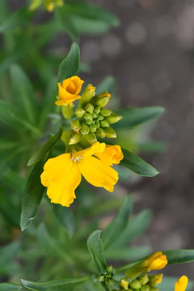 墙花汤姆拇指花 拉丁文名 Erysimum Cheiri汤姆拇指花 — 图库照片