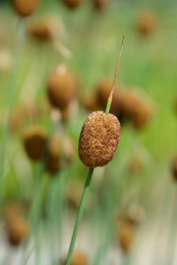 Cüce Bulrush - Latince adı - Typha Minima