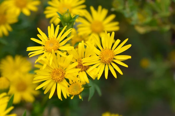 Limongeel Valse Goldenaster Latijnse Naam Heterotheca Camporum Var Glandulissimum — Stockfoto