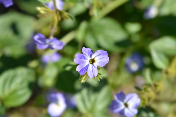 Bush Purple Flower Latin Name Browallia Americana — 스톡 사진