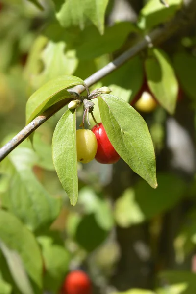 Cornelian Cherry Fruit Latinský Název Cornus Mas — Stock fotografie