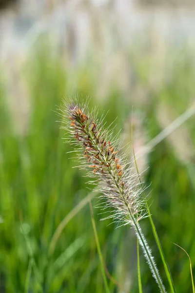 Fontána Grass Hameln Latinský Název Pennisetum Alopecuroides Hameln — Stock fotografie