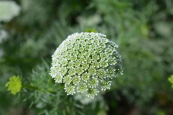 歯肉球花 ラテン語名 Ammi Visnaga Bluttenball — ストック写真