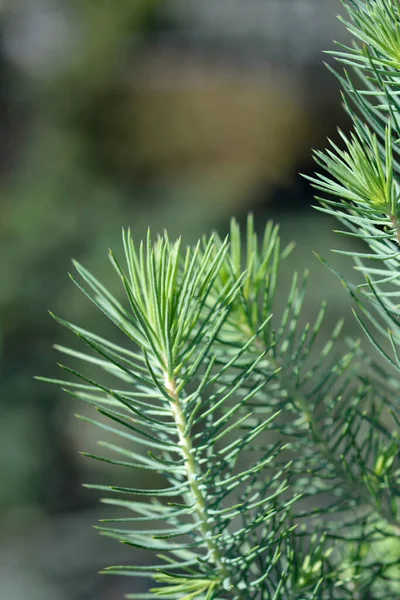 Stone Pine Silver Crest Branch 라틴어 Pinus Pinea Silver Crest — 스톡 사진