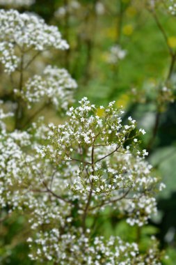 Yaygın kediotu çiçekleri - Latince adı - Valeriana officinalis