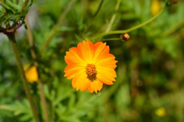 Sülfür kozmosu çiçeği - Latince adı - Kozmos sülfür