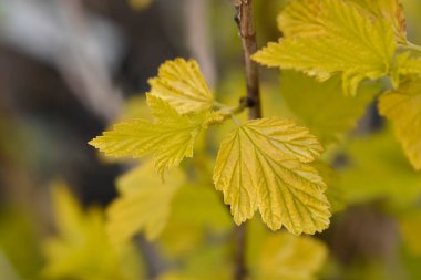 Ninebark Luteus yaprakları - Latince adı - Physocarpus opulifolius Luteus