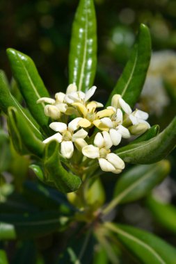 Sahte Portakal çiçekleri - Latince adı - Pittosporum tobira