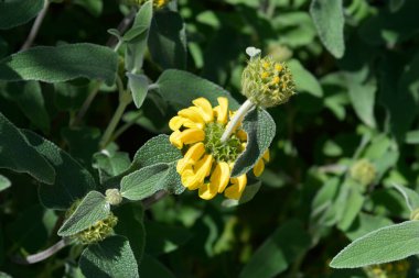 Kudüs adaçayı sarı çiçekleri - Latince adı - Phlomis fruticosa
