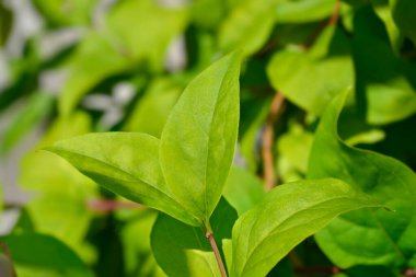 Korece Abeliophyllum distichum - Latince adı