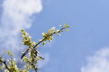 Beyaz Yahuda Ağacı - Latince adı - Cercis silikastrum Alba