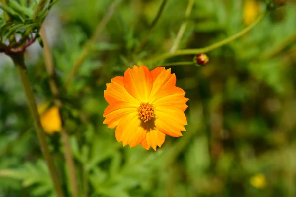 Flor Cosmos Azufre Nombre Latino Cosmos Sulphureus — Foto de Stock