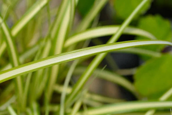 Striped Weeping Sedge Evergold Latin Name Carex Oshimensis Evergold — Stock Photo, Image