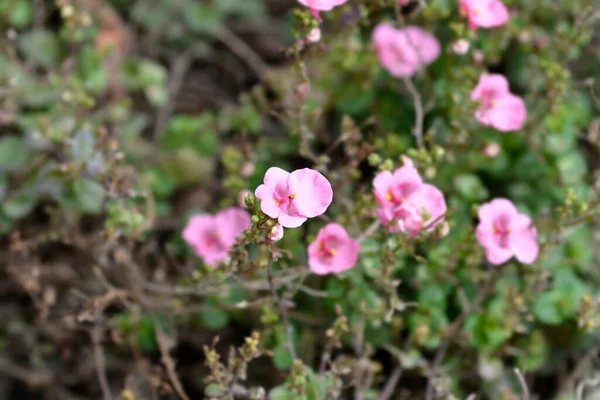 Twinspur Pink Flowers Latin Name Diascia Barberae — Stock Photo, Image