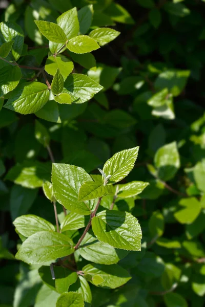Wayfaring Tree Leaves Latin Name Viburnum Lantana — Stock Photo, Image