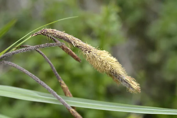 Független Sásvirág Latin Név Carex Pendula — Stock Fotó