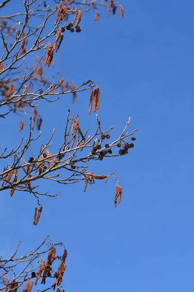 Europäische Schwarzerlenzweige Mit Blüten Und Samenzapfen Vor Blauem Himmel Lateinischer — Stockfoto