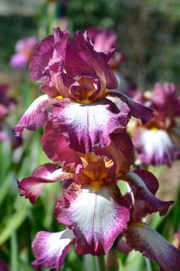 Uzun sakallı iris Crinoline çiçekleri - Latince adı Iris barbata elatior Crinoline