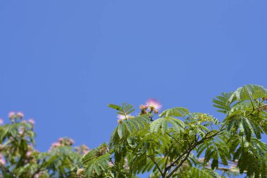 Mavi gökyüzüne karşı çiçekli ipek ağacı - Latince adı - Albizia julibrissin