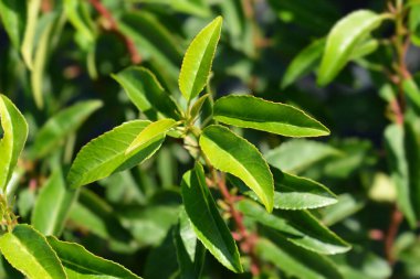 Portekizce Laurel Cherry Latince adıyla Prunus lusitanica Angustifolia 'dan ayrılıyor