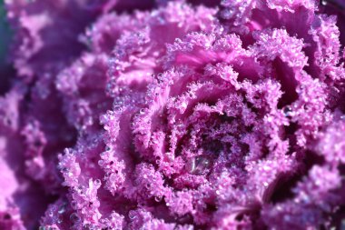 Süslü lahana yaprakları ve su damlaları - Latince adı - Brassica oleracea